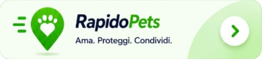 Rapido24 Lavoro